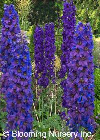 Delphinium 'Magic Fountains Mix'
